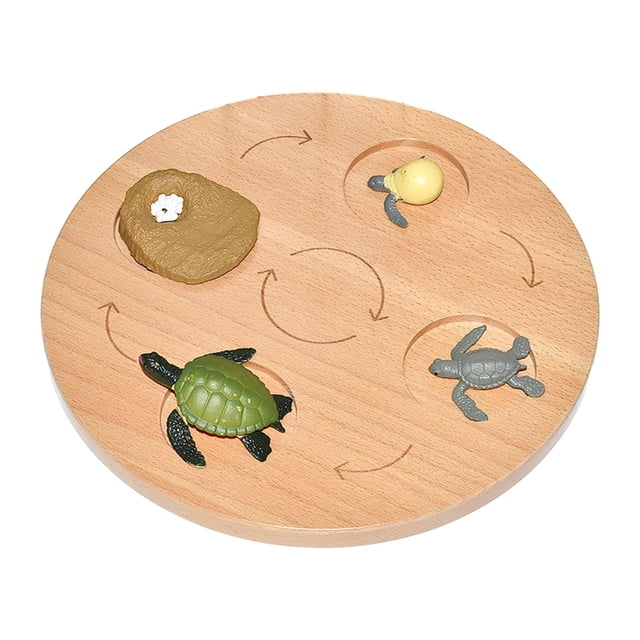 HILABEE Life Cycle Board Biology Science Teaching Materials Puzzle Sensory Toy for Age 3 sea turtle