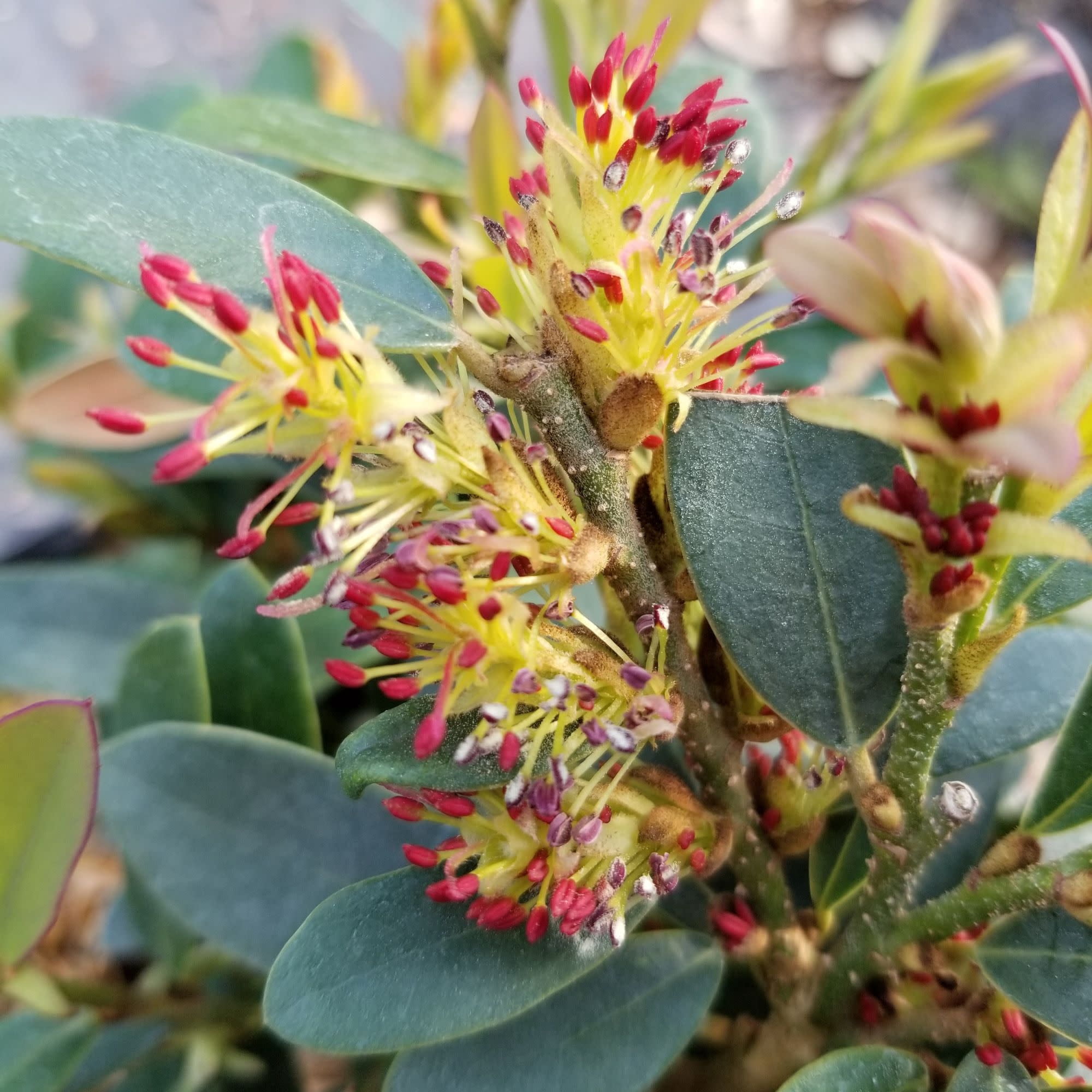 Proven Winners ColorChoice 5" Red Buckhead Bold Winter-hazel Live Plant in 4.5" Pot (4 Count)