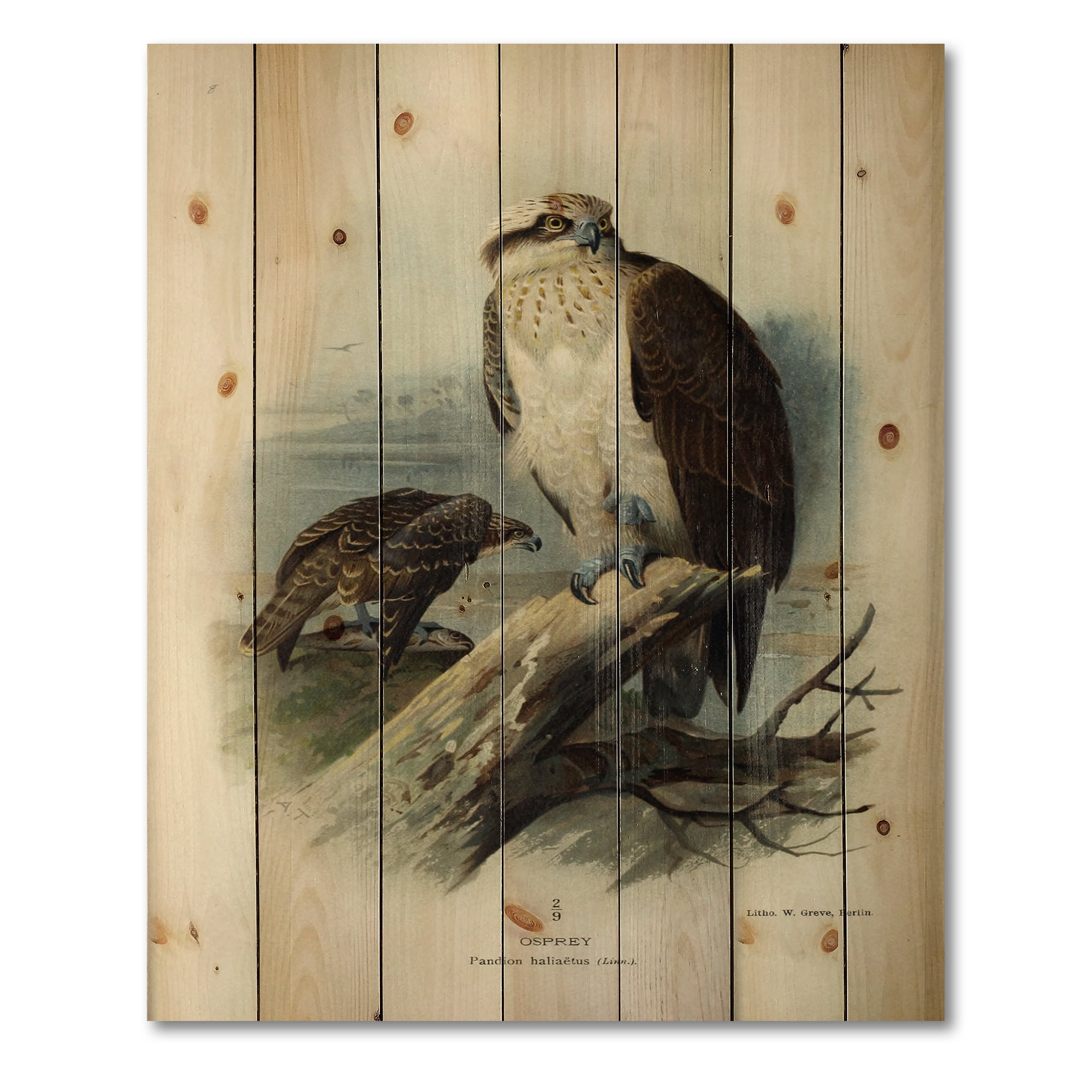 Designart 'Ancient Bird Life VI' Traditional Print on Natural Pine Wood