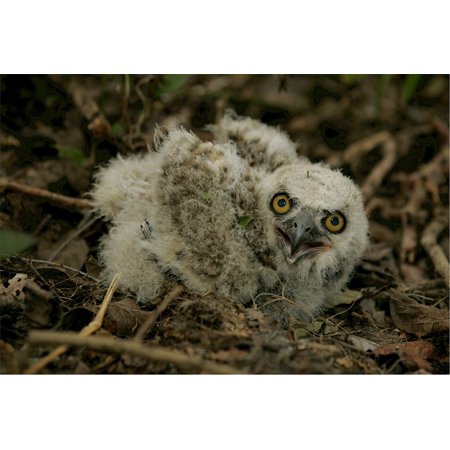 LAMINATED POSTER Nest Young Baby Owl Great Horned Feathers Outdoors Poster Print 24 x 36