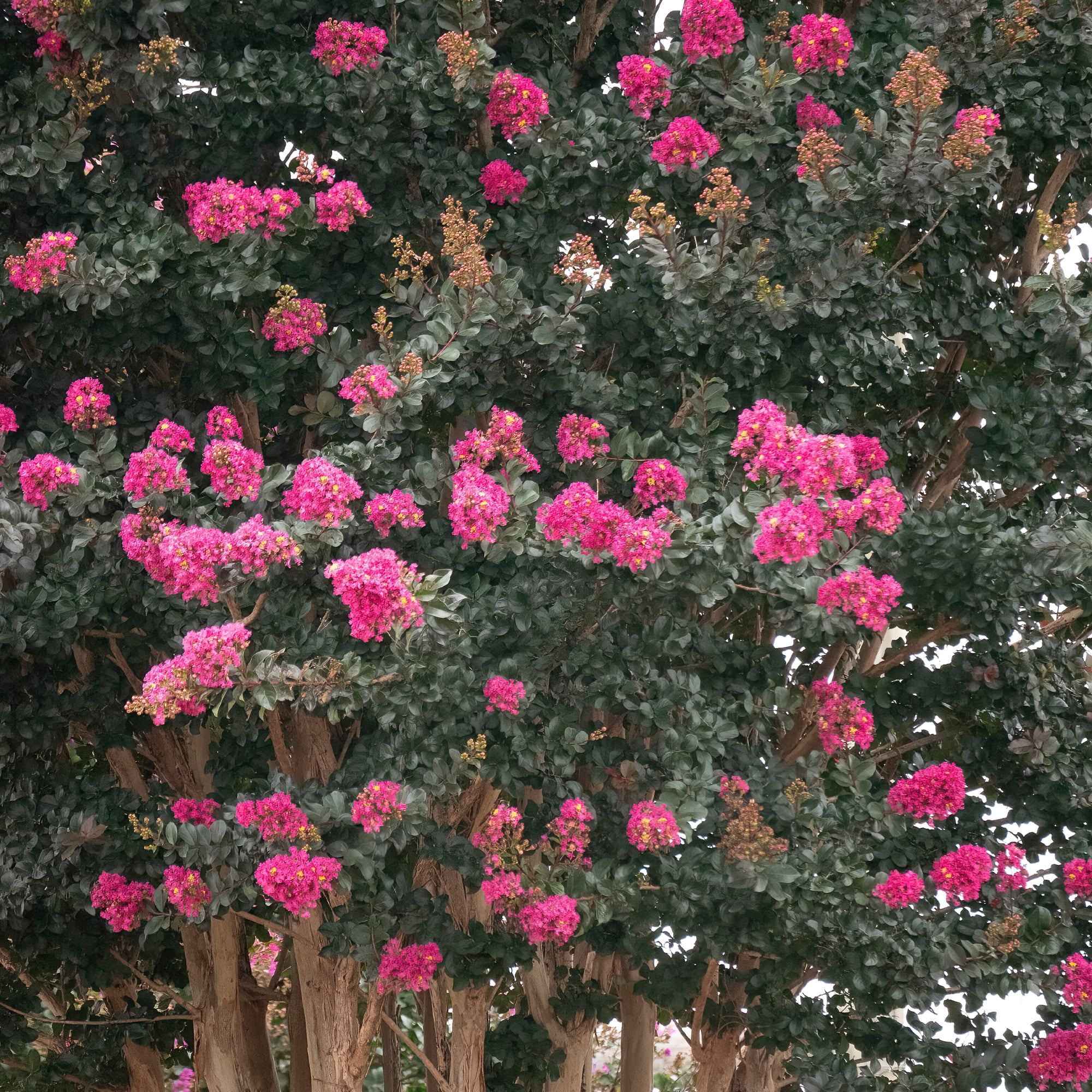 First Editions Plum Magic Crape Myrtle Live Shrub in 2-Gallon Grower Pot