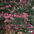 thumbnail image 5 of First Editions Plum Magic Crape Myrtle Live Shrub (7 Gallon), 5 of 12