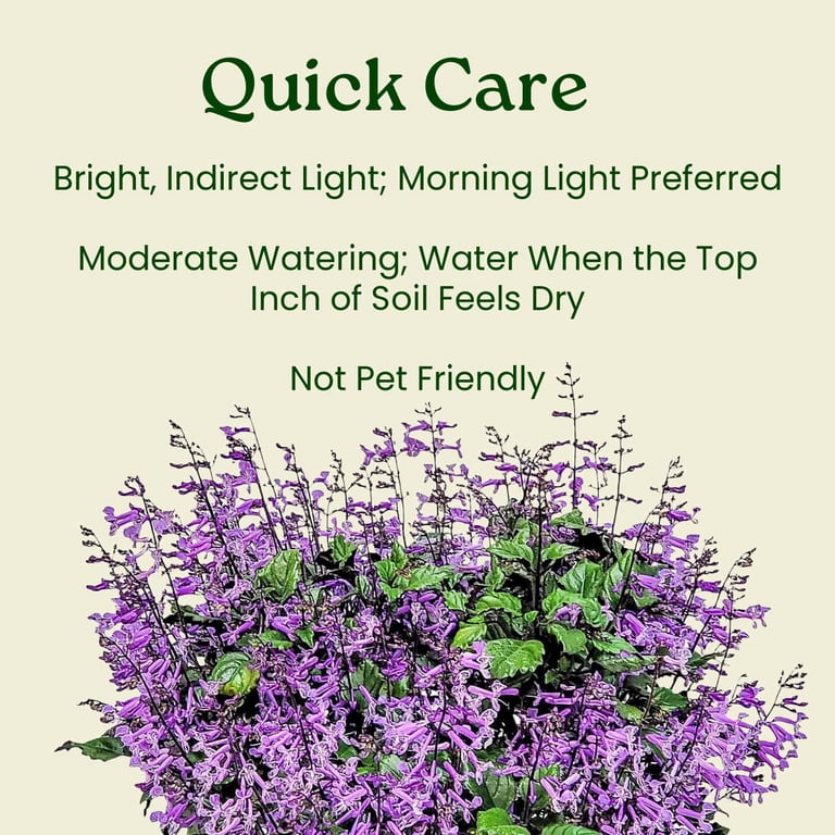 jade plants for sale Sedeveria Hybrid, Jet Beads Plants for Sale – The Farm Connection main image 1