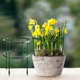 thumbnail image 4 of Small Plant Support Plant Stakes Garden Flowers Green Plant Support Ring Planter Support Ring For Schlumbergera Clivia Vegetables, 4 of 7