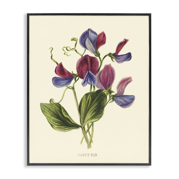 Stupell Industries Vintage Sweet Pea Blossoms Black Framed Giclee Art, design by Connie Resch