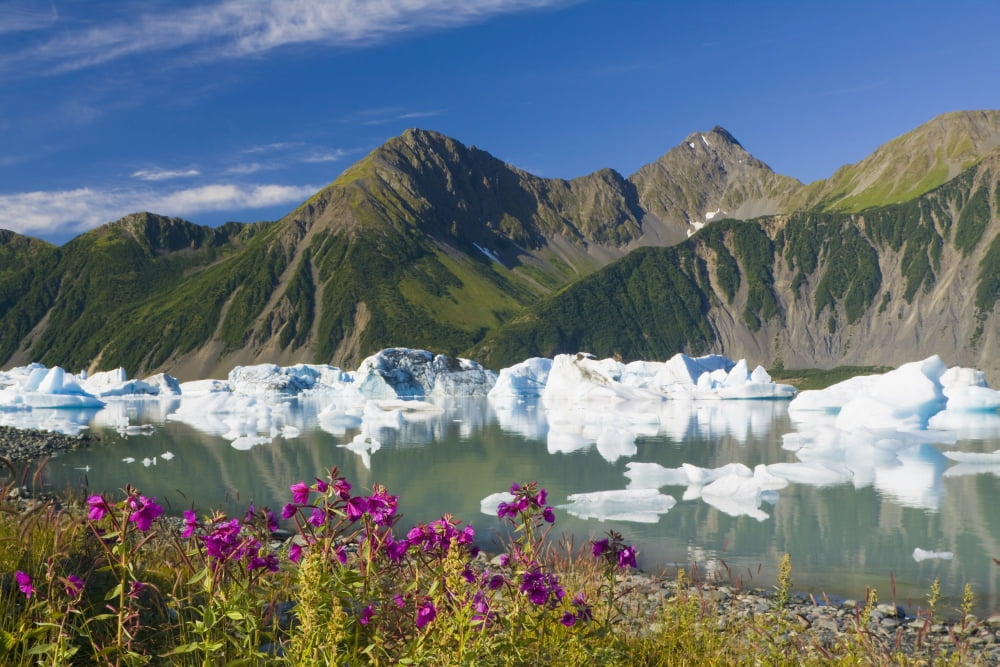 Scenic Of Fireweed On The Shore Of Bear Glacier Lake With Icebergs From Bear Glacier Kenai Fjords National Park Kenai Peninsula Southcentral Alaska Summer Canvas Art - Michael DeYoung Design Pics (19