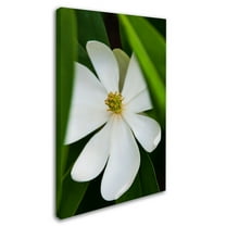 Trademark Fine Art "Magnolia" Canvas Art by Kurt Shaffer