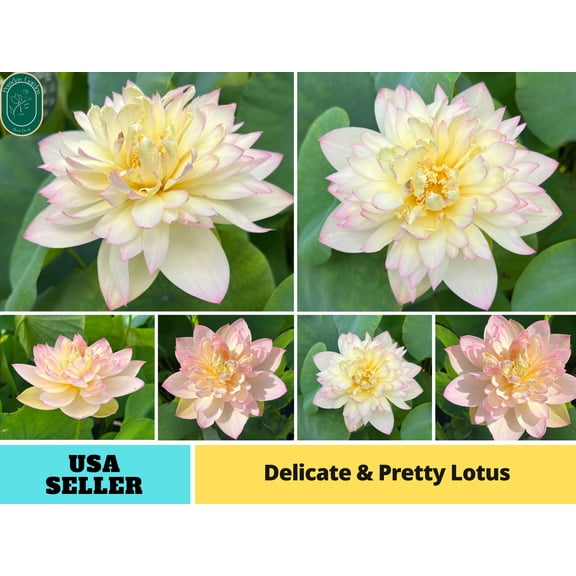 5 Rare Seeds| Delicate & Pretty Lotus Seeds - Indian Lotus (Nelumbo nucifera) Seeds - Flower Seeds - B3G1 #Q013