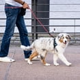 thumbnail image 6 of ZOUYUE Rope Dog Leash 6.5 FT with Comfortable Padded Handle, Highly Reflective Threads Dog Leash for Large/Medium Dogs, 1/2 inch, Multi-Color, 6 of 10