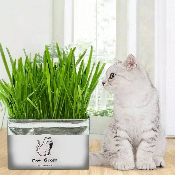 Graine hydroponique sans sol d'herbe de chat pour animaux de compagnie  poussant pour le nettoyage de la cavité buccale