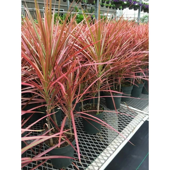 Colorama Dragon Tree–Dracaena marginata–Air Purifying Plant  10" Pot