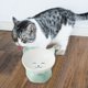 thumbnail image 4 of Cuenco de Comida para Gatos de Cerámica Zhivalor Gato Sonriente Boca Redonda Verde, 4 of 6