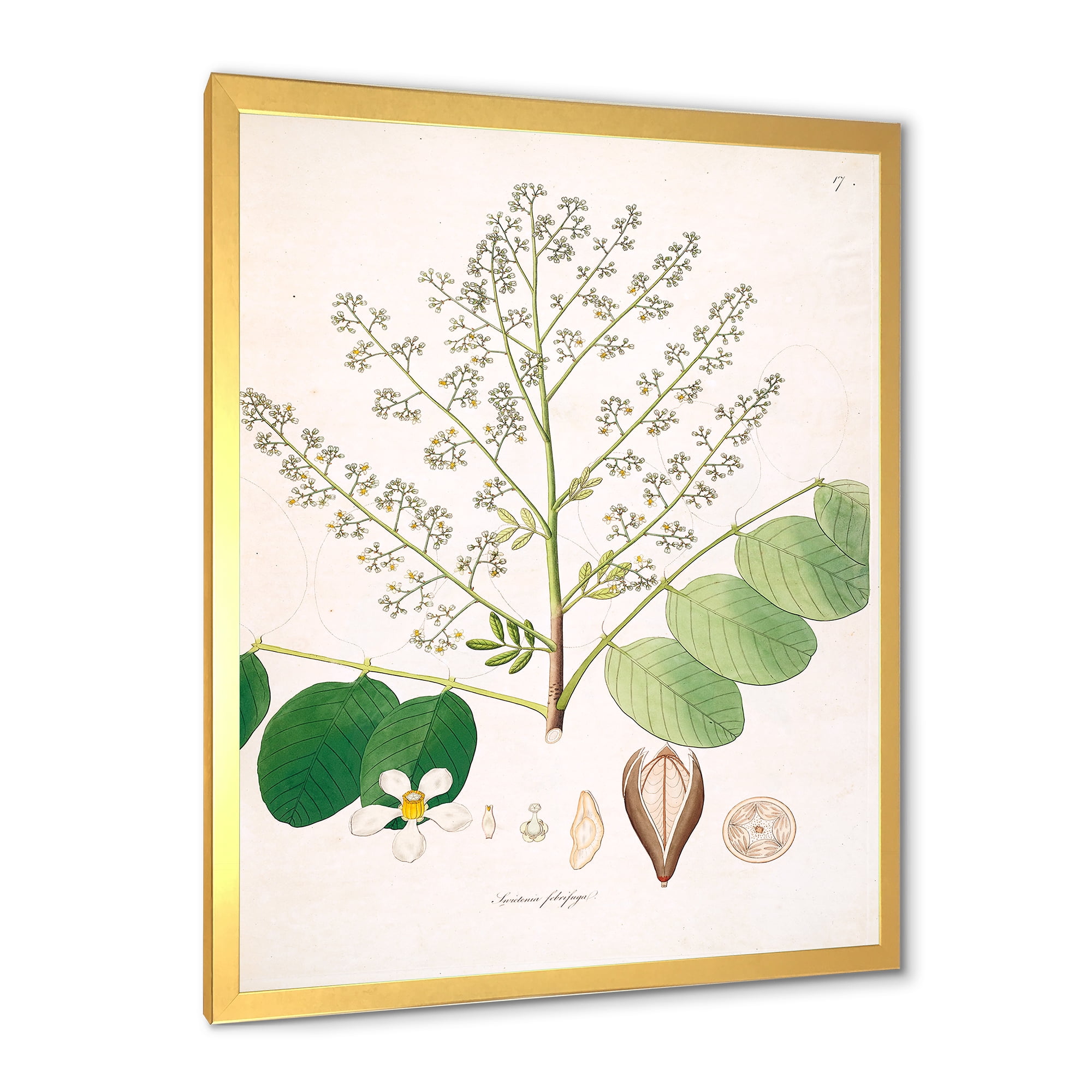 Designart 'Ancient Botanicals XVI' Farmhouse Framed Art Print