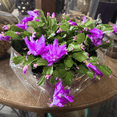 thumbnail image 3 of Purple Christmas Cactus Live Indoor Outdoor Plant, Thanksgiving Holiday Cactus in Small 3in Pot, Christmas Room Decor, 3 of 5