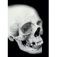thumbnail image 4 of Cretacolor Skull Edition Black & White Drawing Tin Set, Set of 25, 4 of 4