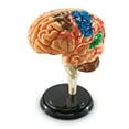 thumbnail image 4 of Learning Resources Brain Model -  Anatomy and  Science Classroom Must Haves, Human Body, 4 of 6