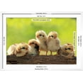 thumbnail image 3 of Group of Babies Chickens on Nature Background, Framed Art Print Wall Art by PCHT Sold by Art.Com, 3 of 6