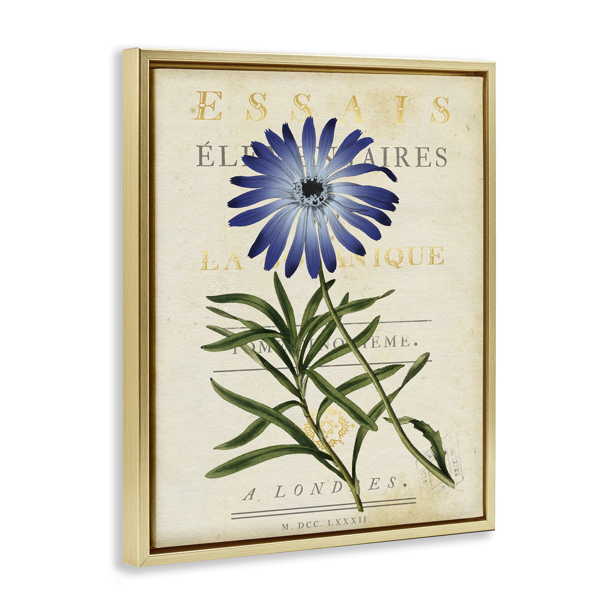 Stupell Industries Natural Botany Daisy Gold Framed Floater Canvas Wall Art, design by Susan Arnot