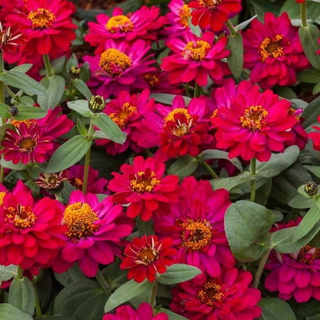 Zinnia Seeds - Profusion Double Hot Cherry - Packet - Red Flower Seeds, Hybrid Seed Attracts Bees, Attracts Butterflies, Attracts Hummingbirds, Attracts Pollinators, Easy to Grow & Maintain, Fast