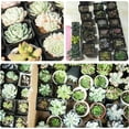 thumbnail image 5 of 10Pcs Square Nursery Succulent Pots,2.76x3.15In Flexible Plastic Seedling Pots,Black Plastic Plant Nursery Pots for Indoor,Outdoor Planting Flowers, 5 of 6