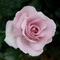 thumbnail image 2 of Heirloom Roses - Le Petit Prince Floribunda Pink Rose Plant - Live Roses Plants, 2 of 5