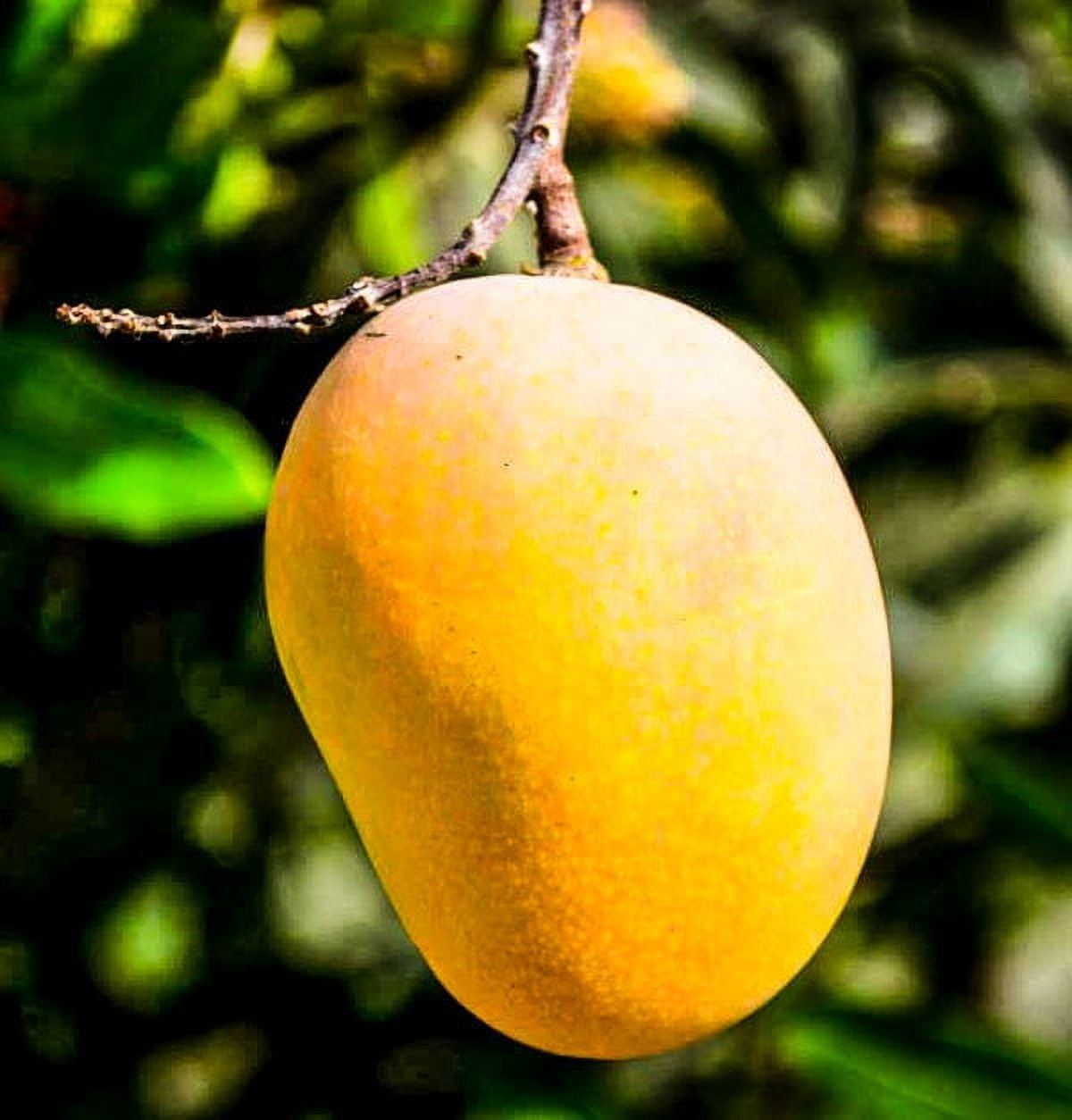 Fresh Yellow Mangoes, Each