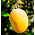 thumbnail image 6 of Fresh Organic Mangoes, 3 lb Bag, 6 of 6