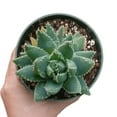 thumbnail image 5 of Aloe Brevifolia, Short-leaved Aloe, Best Succulent for Beginner 2 inch size, 5 of 7