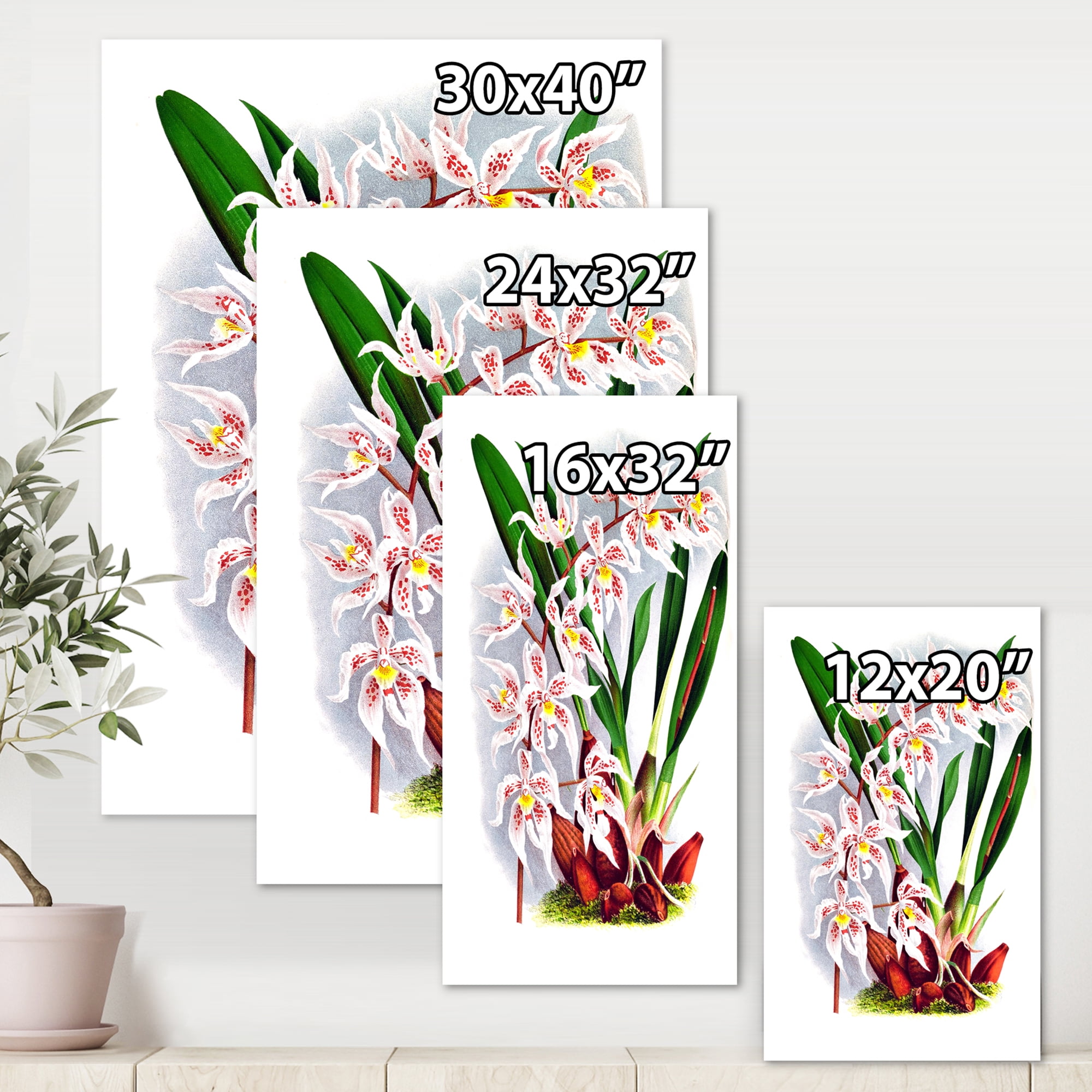 Designart ' White Vintage Orchid Flower II ' Traditional Canvas Wall Art Print