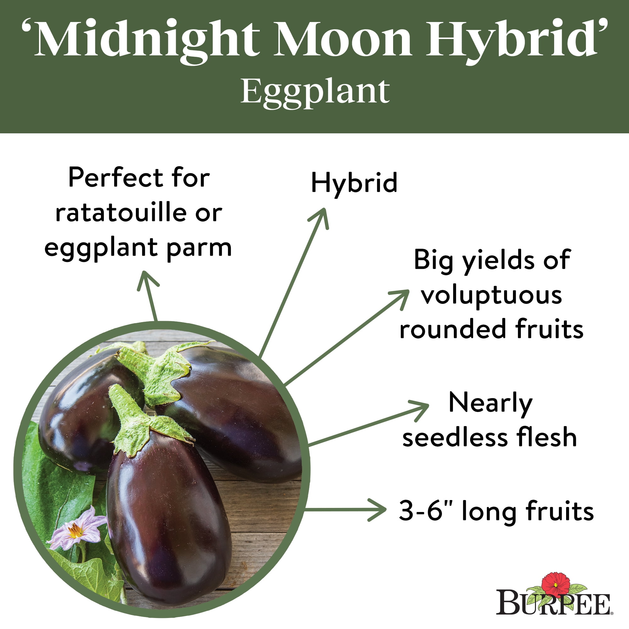Burpee Eggplant Midnight Moon Hybrid