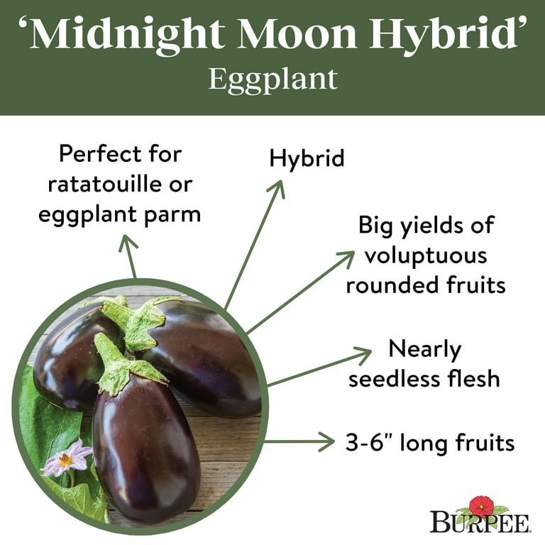 eggplantページ VIVALDI F1 | Eggplant - Pure Line Seeds