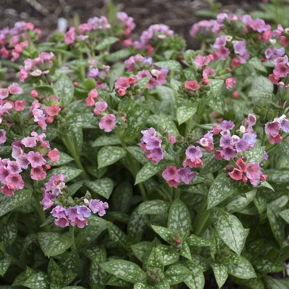 Pretty in Pink Lungwort Perennial - Pulmonaria - Gallon Pot - Loves The ...