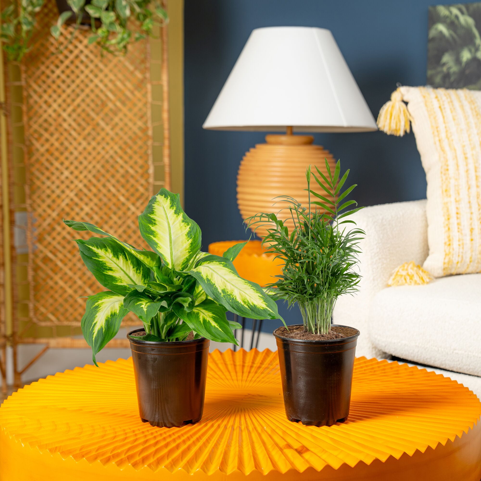 Costa Farms 14" Dieffenbachia and 14" Neanthebella Live House Plants in 5" Grower Pot