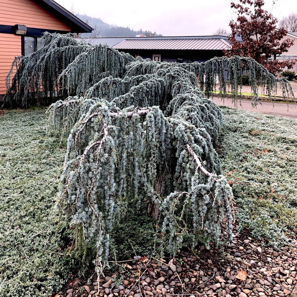 Expert Gardener 3.25G Weeping Atlas Cedar Evergreen Live Plants Full Sun Blue