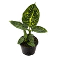 thumbnail image 2 of Dieffenbachia Reflector Live Plant for Indoor | Different Houseplants in 4'' & 6'' Pot | Real House Plant for Living Room, Office, Desk & Bathroom | Dumb Cane Reflector, 2 of 6