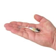 thumbnail image 2 of Berkley PowerBait® Power® Switch, 3.5 in, Wonderbread, 2 of 4
