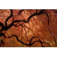 thumbnail image 2 of Paulson, Don 32x23 Black Ornate Wood Framed with Double Matting Museum Art Print Titled - Oregon, Portland Japanese maple in autumn color, 2 of 4