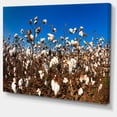 thumbnail image 2 of Blooming Alabama Cotton Field - Large Landscape Canvas Art, 2 of 4