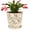 Green Vine, variant on Ceramic Flower Pots For Indoor Plant, 5.5 Inch Small Ice Crack Plant Pots With Drainage Hole & Saucer, Decorative Vintage Planters For Succulent Herb Cactus Mint Basil, Garden Pot For Home Decor