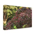 thumbnail image 2 of Kurt Shaffer Photographs 'Red Berries Of October' Canvas Art, 2 of 4