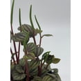 thumbnail image 7 of Peperomia Piccolo Banda, albovittata,4 inch Pot, Rare Mixed Frost peperomia, 7 of 7