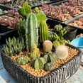 thumbnail image 3 of Pack of 3 Assorted Cactus Pack Bareroot Shipping Non-Repeated Varieties Cacti Cactus Gift Box for DIY Projects Home Decor Garden Succulents Plants Collections, 3 of 5