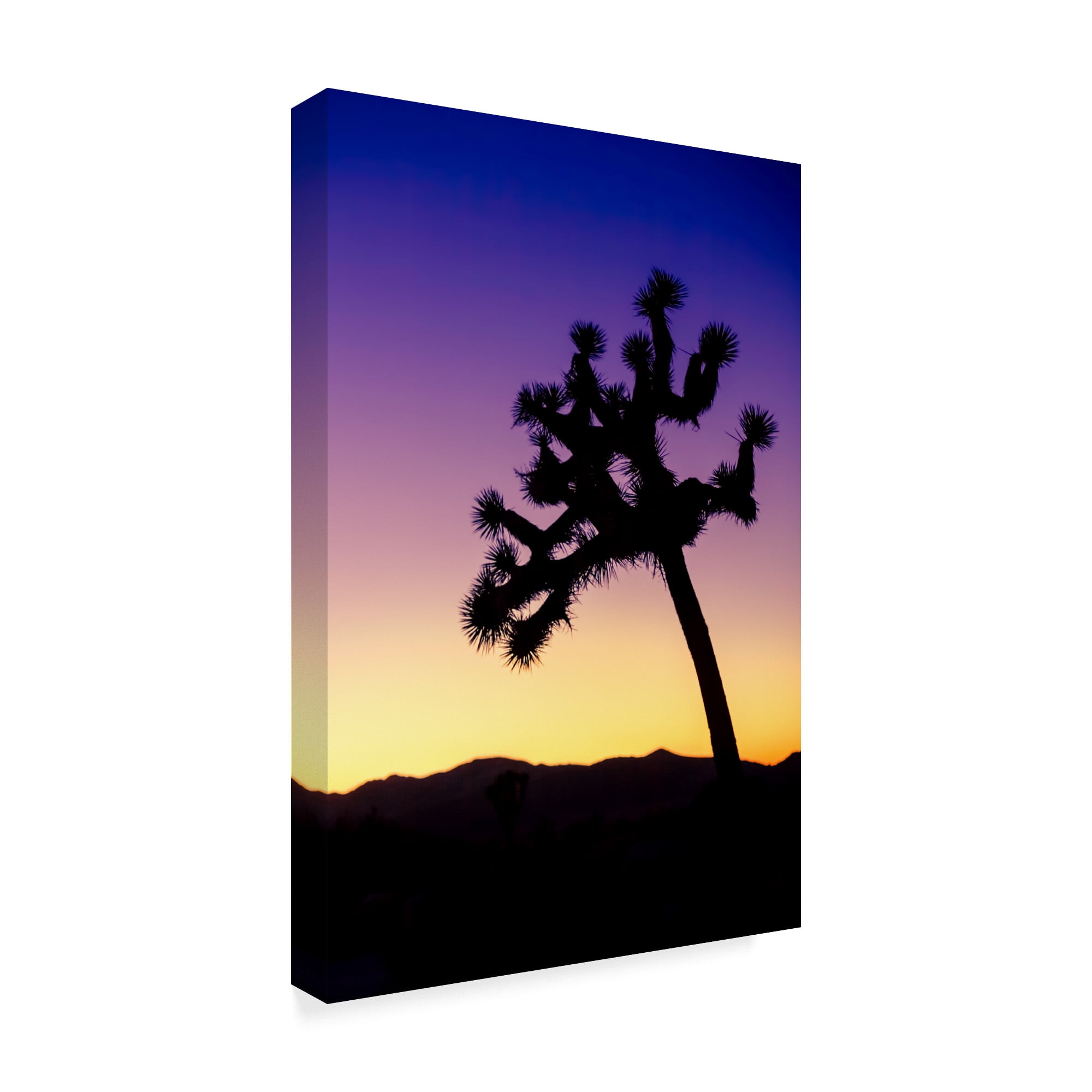 Trademark Fine Art 'Joshua Tree I' Canvas Art by Janice Sullivan