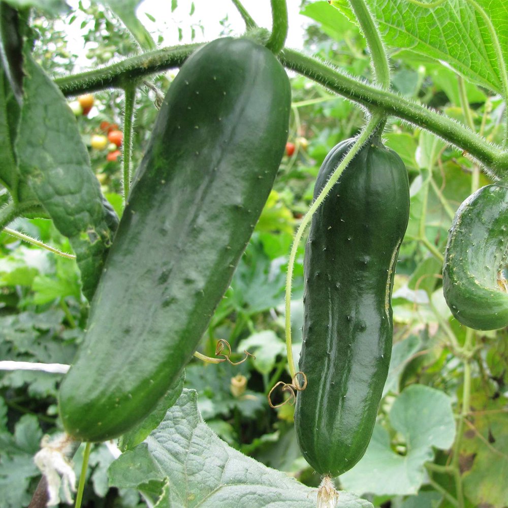 Burpless 26 Hybrid Cucumber Garden Seeds 100 Seeds NonGMO