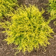 1 Gal. Pot, Golden Mops Falsecypress Potted Evergreen Starter Shrub, One Plant per Offer