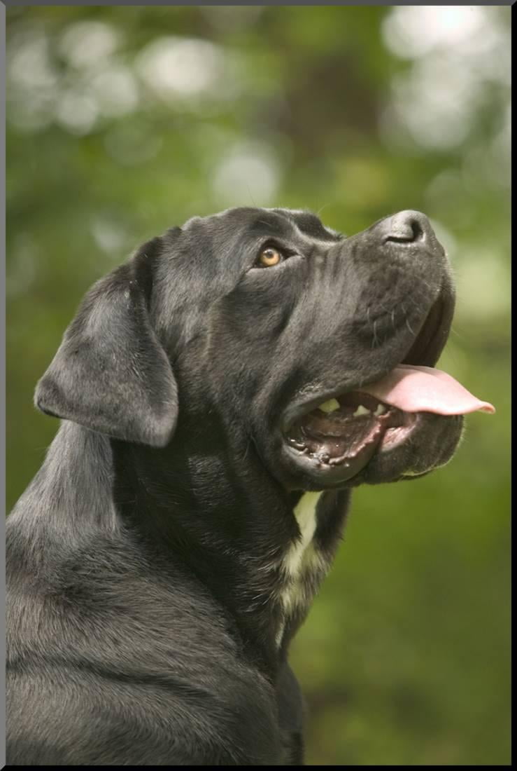 Cane Corso Italian Mastiff Side View Of Head Wood Mounted Print