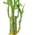 thumbnail image 4 of Arcadia Garden Products Live 5-Stem Lucky Bamboo in 2.5" Contour II, Teal, 4 of 5