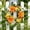 Orange-Free Size/OR, variant on Artificial Floral Wreath 19.6In Spring Summer Door Wreath Full Lush Flowers Round Greenery Wreath for Front Door Wall Window Entryway Porch Home Wedding Seasonal Decoration Front Door Hanging Decor