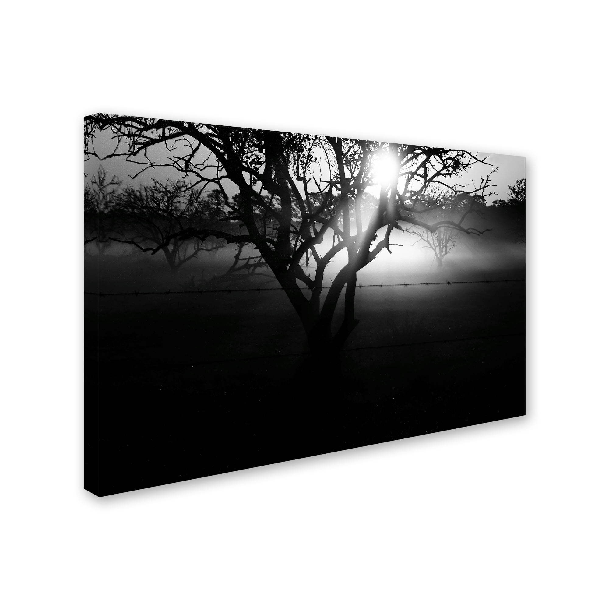 Trademark Fine Art 'Black and White Morning Groves' Canvas Art by Patty Tuggle
