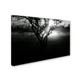 thumbnail image 2 of Trademark Fine Art 'Black and White Morning Groves' Canvas Art by Patty Tuggle, 2 of 3